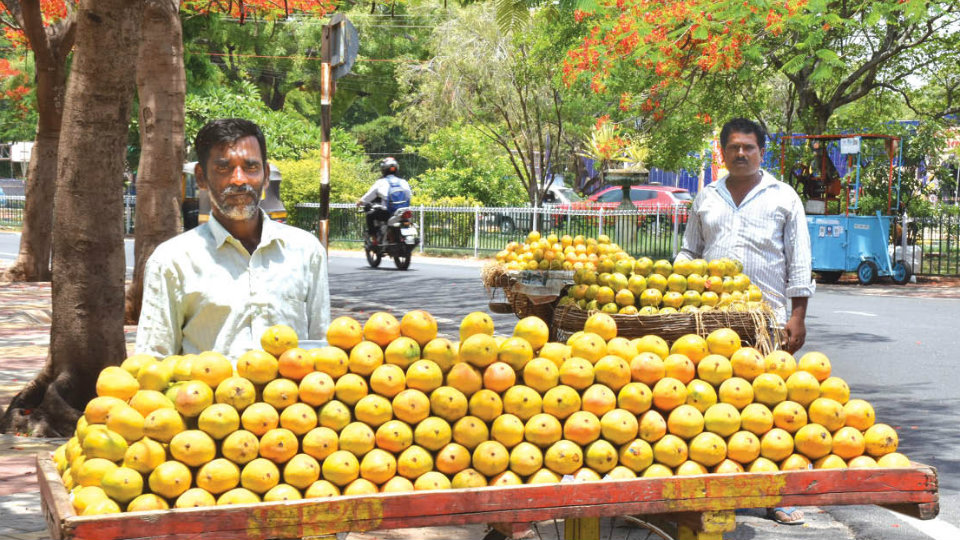 Mango growers disappointed with low yield this season