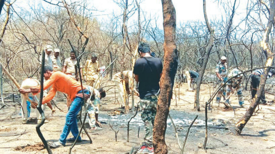 Reviving fire-hit Bandipur: Seeds sown to rejuvenate vegetation in Bandipur Tiger Reserve