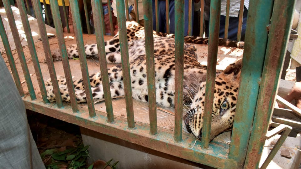 Tranquillised leopardess dies en-route to Mysuru Zoo