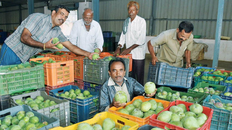 Mango Mela: Growers, Traders to meet in Mysuru tomorrow﻿