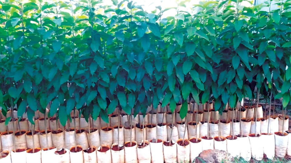 Free saplings for those with green fingers