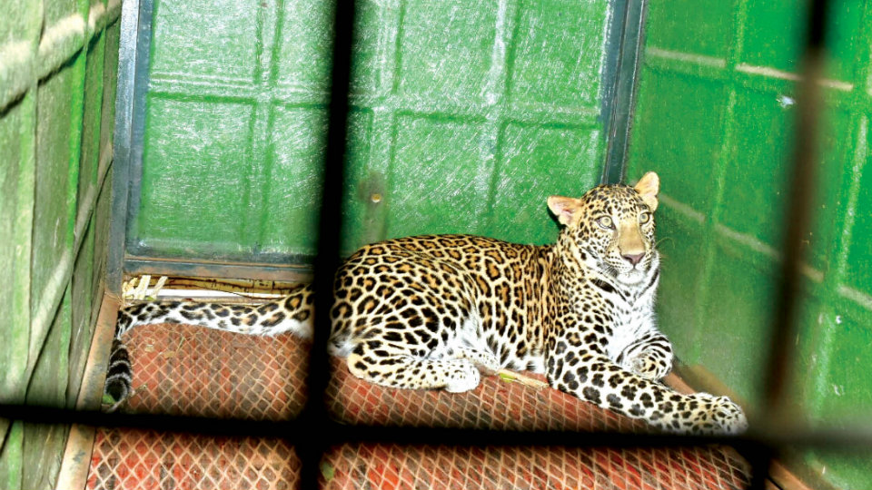 Three-year-old leopard caught near Kergalli