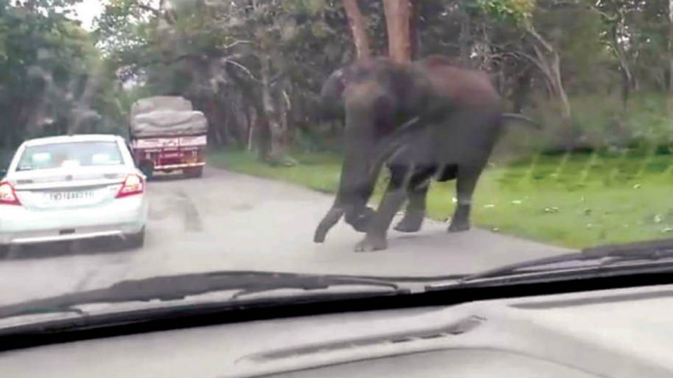 Elephant charges at car in Bandipur