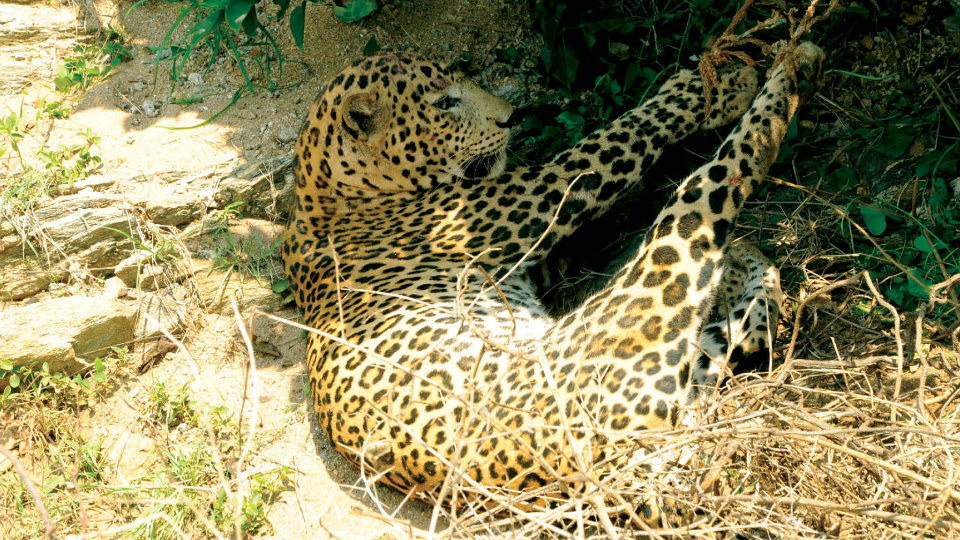Injured leopard caught near Chamarajanagar