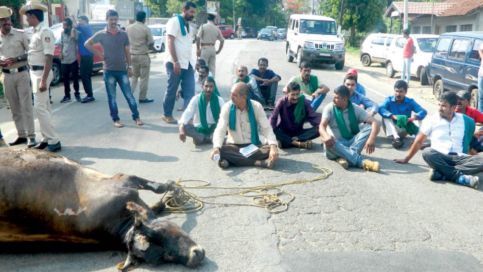 Tiger kills cattle: Villagers stage protest at Kanur