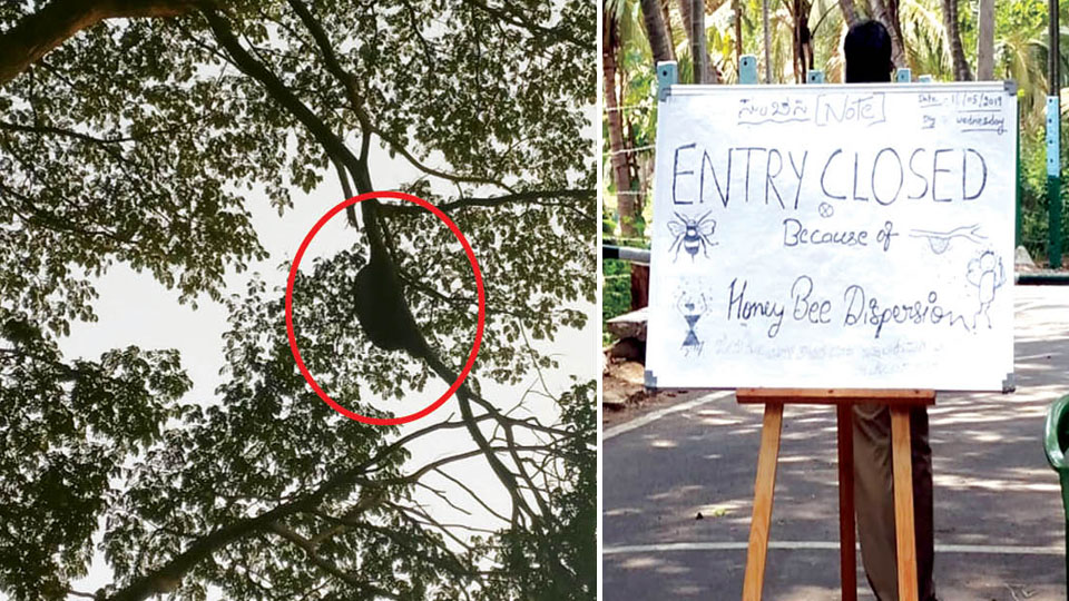 Bee attack at Ranganathittu: Tourists stung; Sanctuary shut