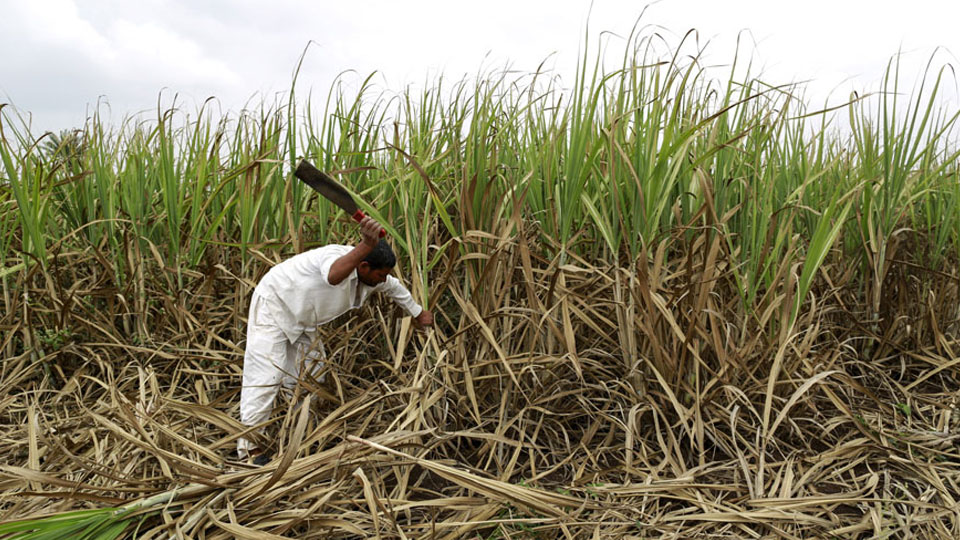 Cane growers’ protest on June 4