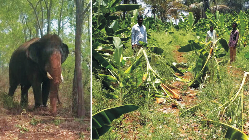 Elephants destroy crops in taluk