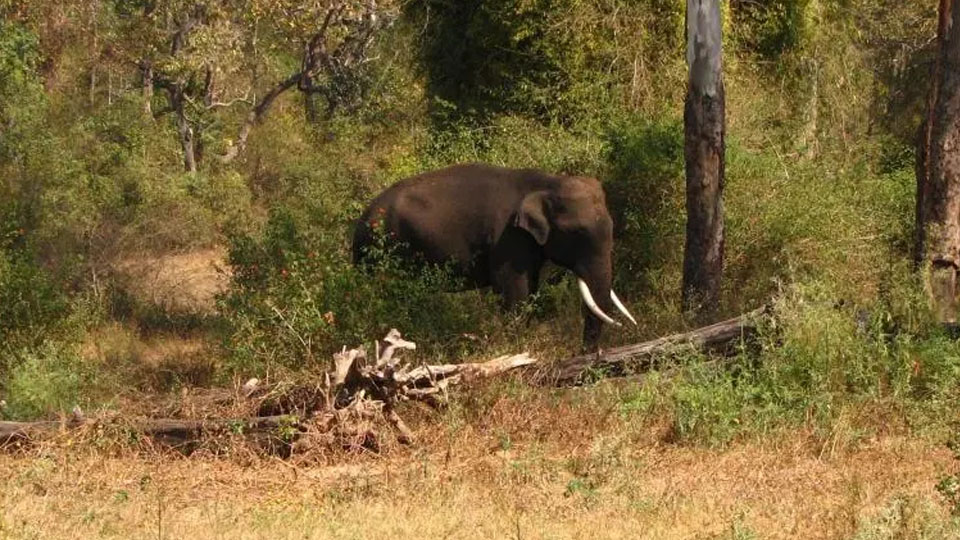 Tusker tramples forest guard