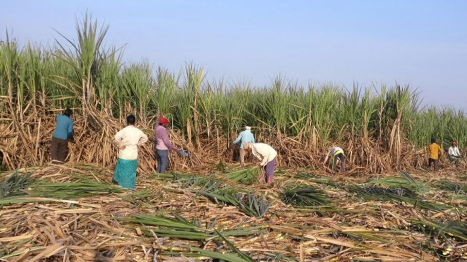 Leopard menace in T. Narasipur: DC orders sugarcane harvest in 23 villages