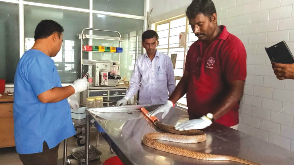Injured Cobra rescued, treated at Govt. Veterinary Hospital