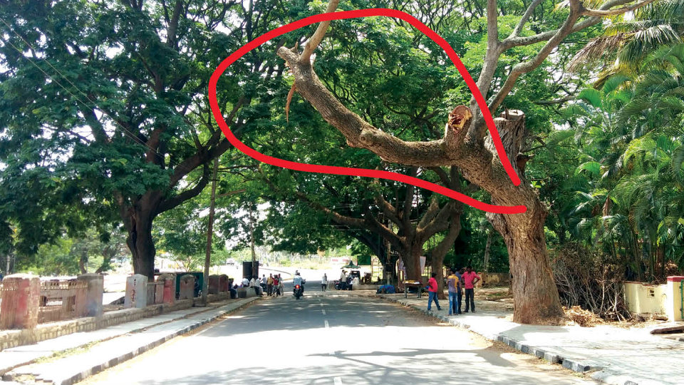 Tree branches on road to KRS posing danger