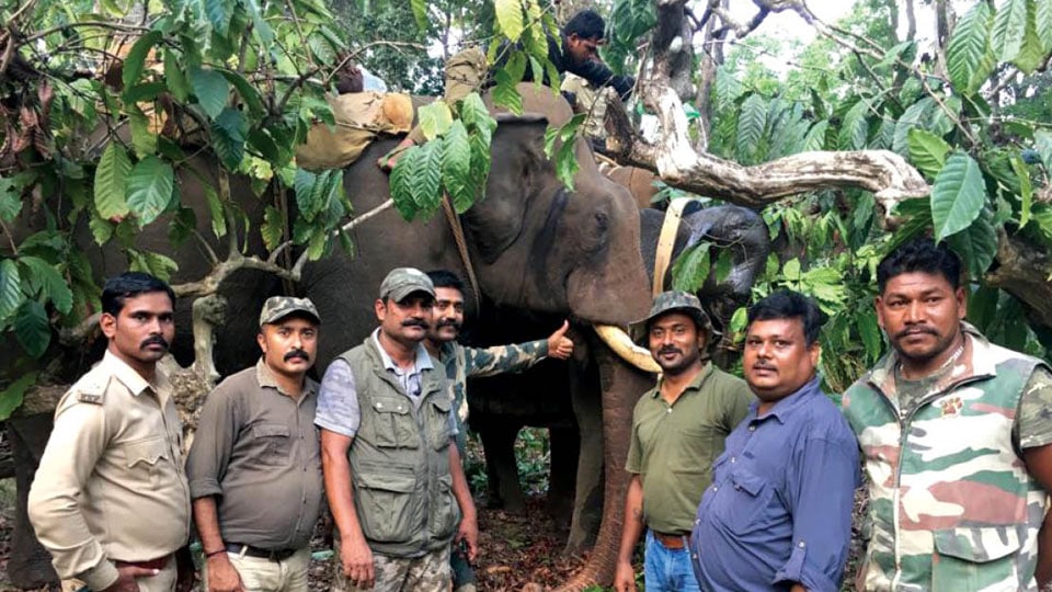 Project Radio Collar launched to track elephants in Kodagu﻿