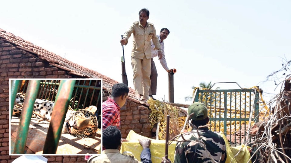 Leopard enters house, trapped after four-hour operation