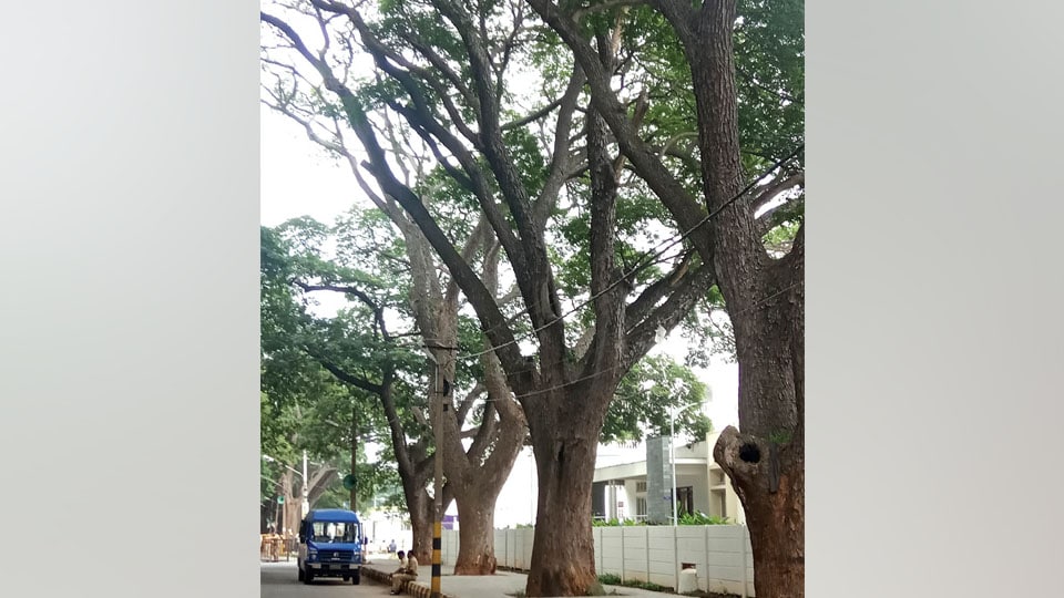 Dry branches on Valmiki road pose danger to public
