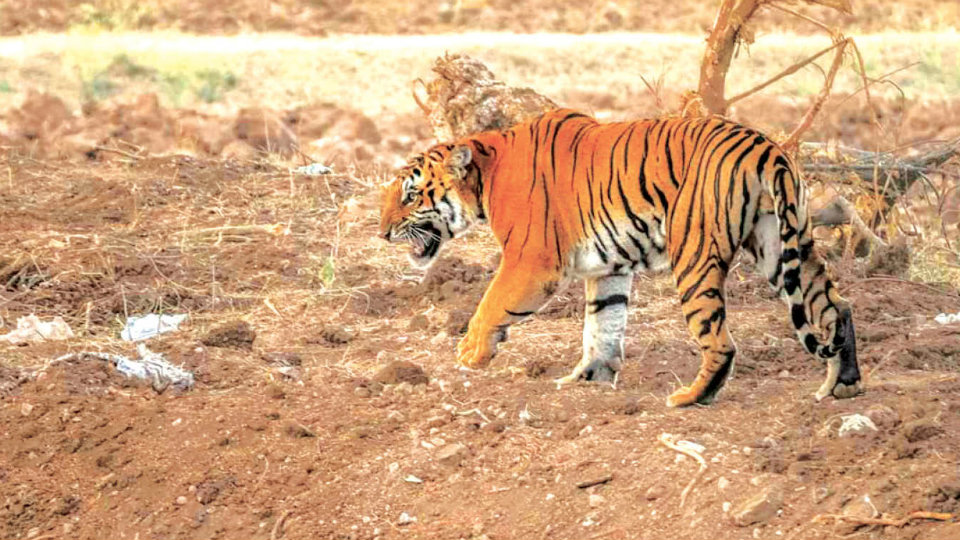 Tiger’s death at Nagarahole: A case of poaching