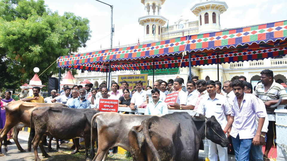 MLA’s protest with cows against MCC