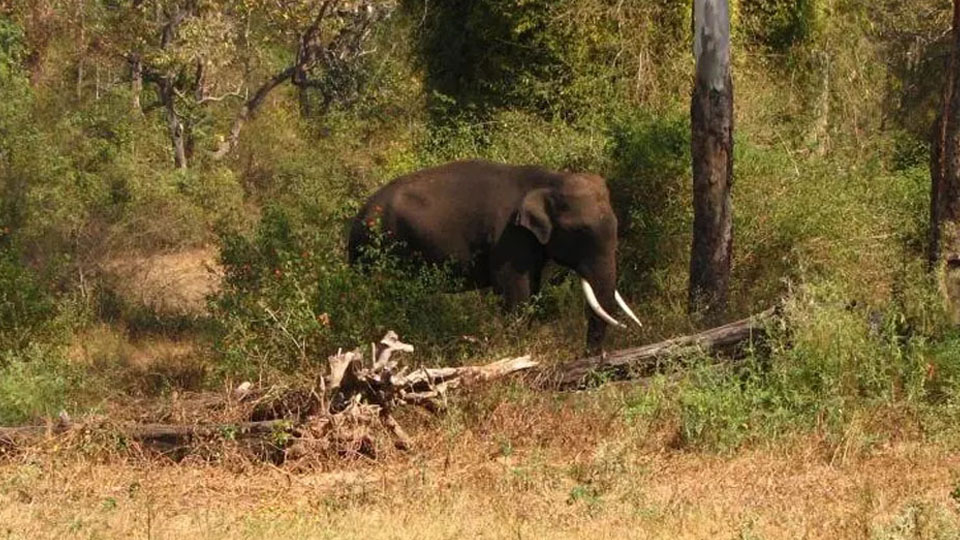 Youth injured in elephant attack