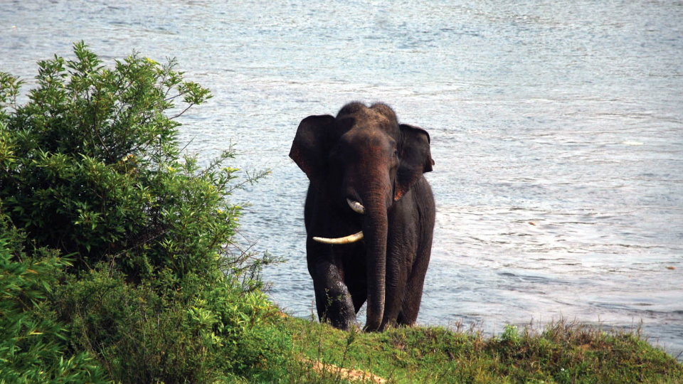 Lone tusker returns to forest