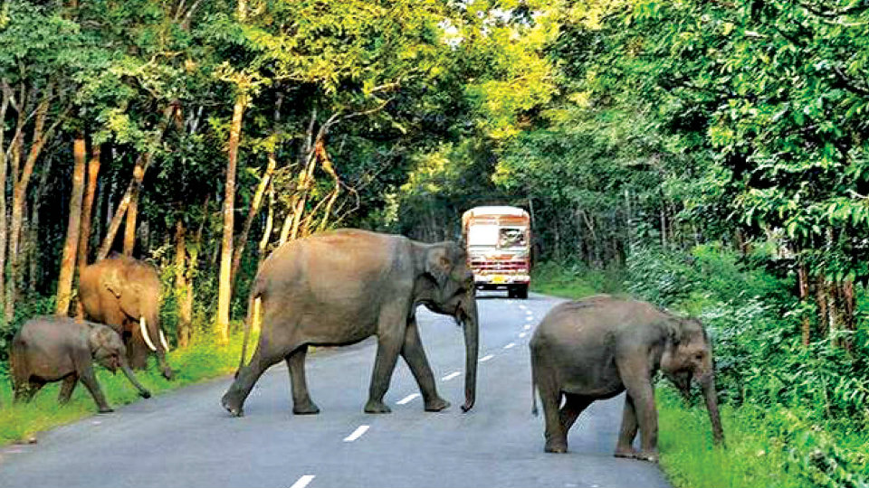 Bandipur Night Ban must stay: Ministry