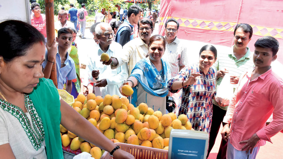 Bumper sale of 2.06 lakh kg mangoes at Mango Mela