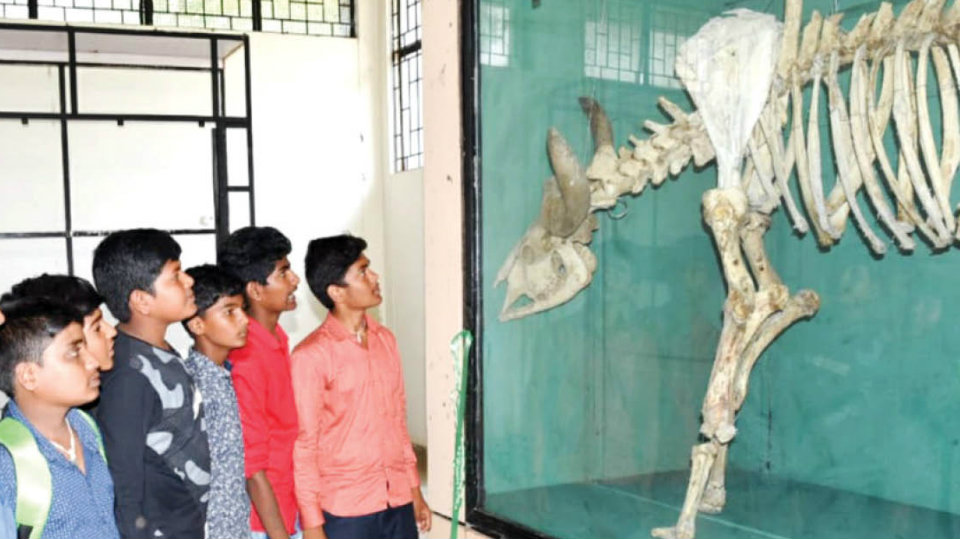 Mysuru’s New Attraction: Skeleton Gallery at Regional Museum of Natural History