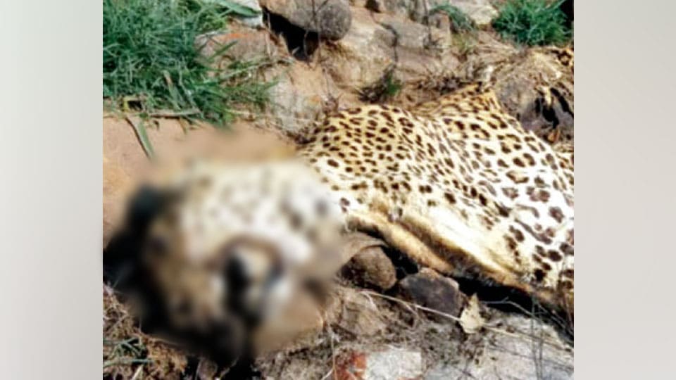 Carcasses of tigress, leopard found