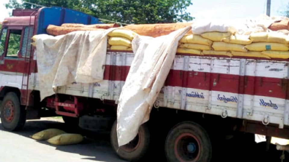 Timber worth crores of rupees stocked at a house in Kodagu seized