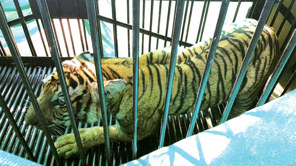 Elusive tigress trapped in Saragur taluk