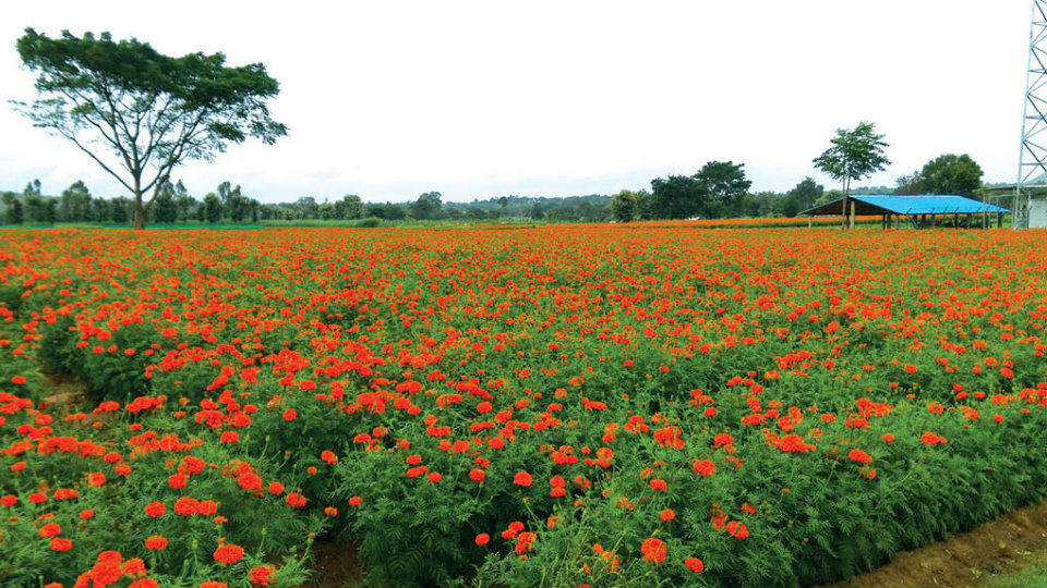 Villagers complain of air pollution from Marigold Flower Processing unit