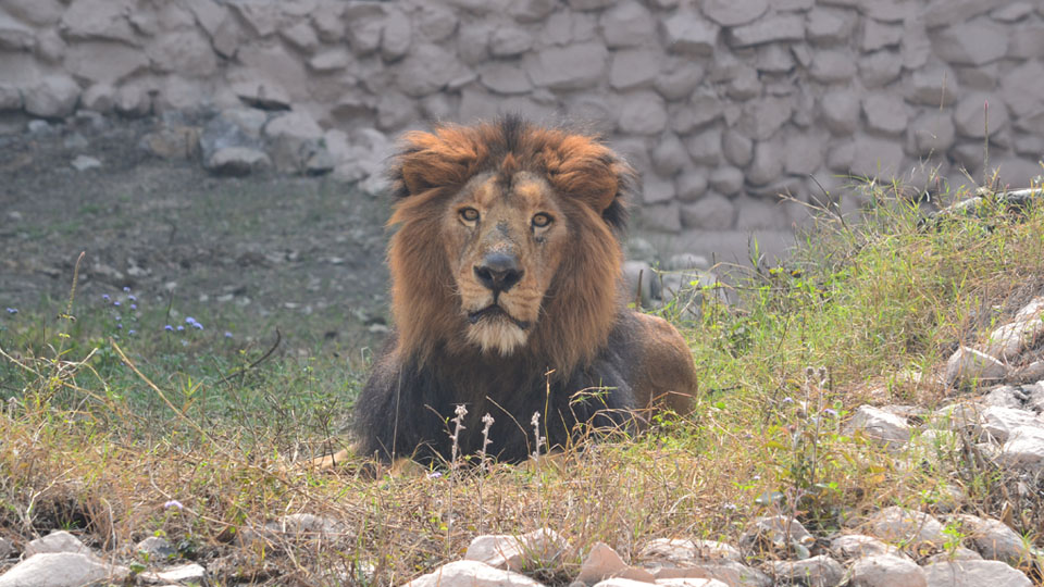 Mysuru Zoo to get five Asiatic Lions from Sakkarbaug Zoo