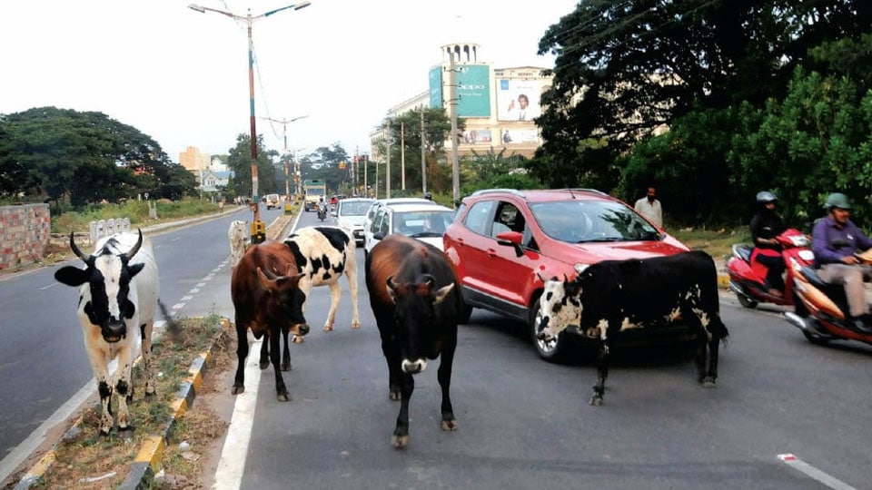 Act against cattle owners
