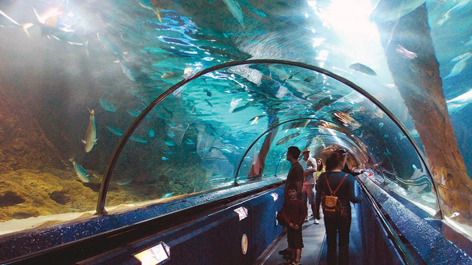 City Zoo Aquarium works for New Zealand firm