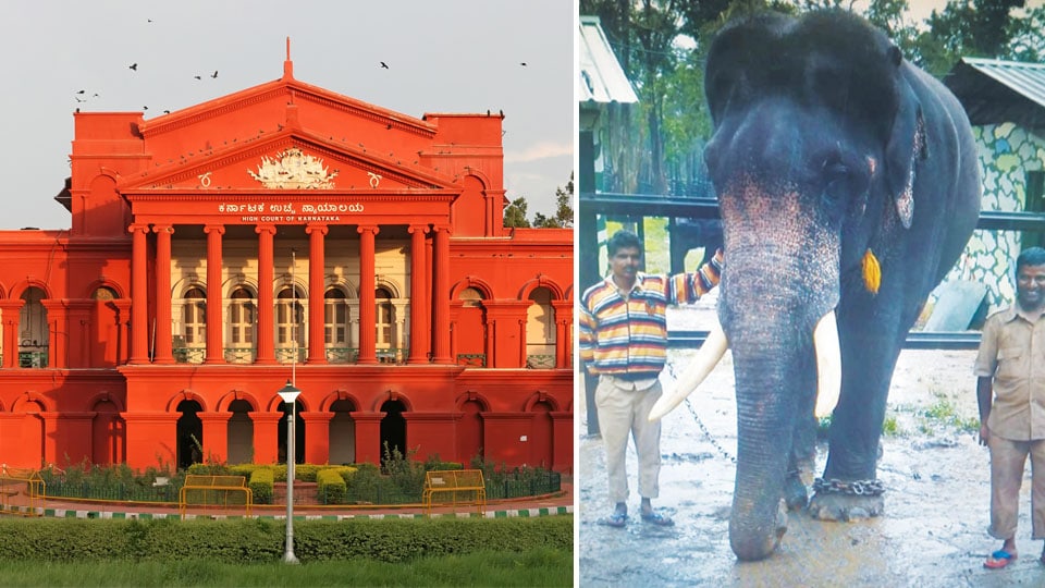 Echo of Elephant Drona’s death: HC seeks details on medical facilities at Elephant Camps