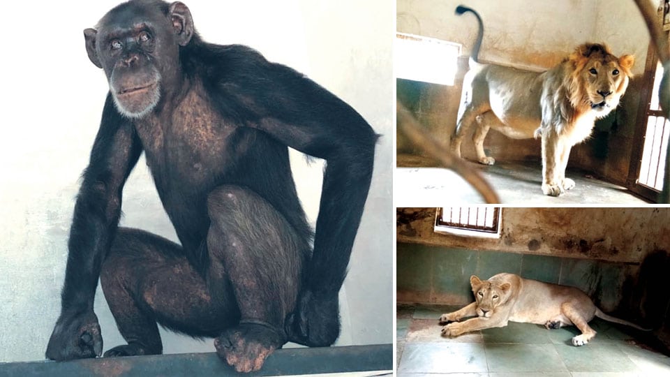 Zoo gets female chimp from Singapore, Asiatic Lions from Gujarat
