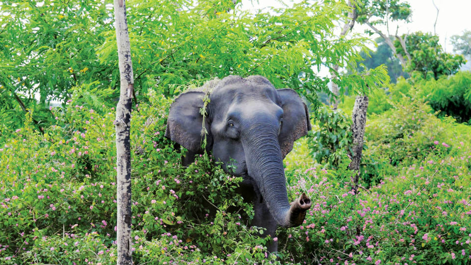 Bandipur Safari Track to be widened by 10 metres