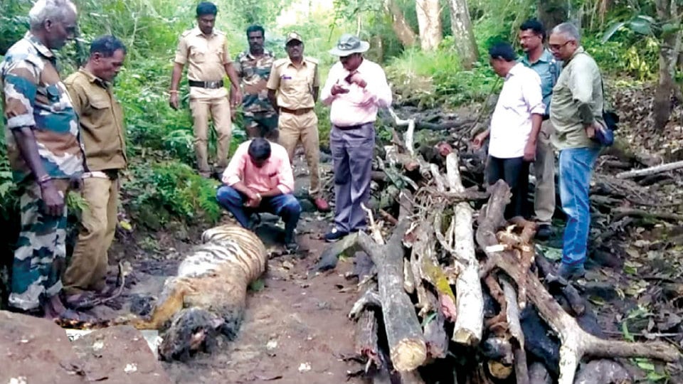 Carcasses of tigers found at Bandipur, Muddanahalli Forest