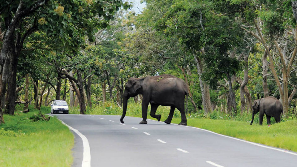 Centre says no to highways through wildlife sanctuaries
