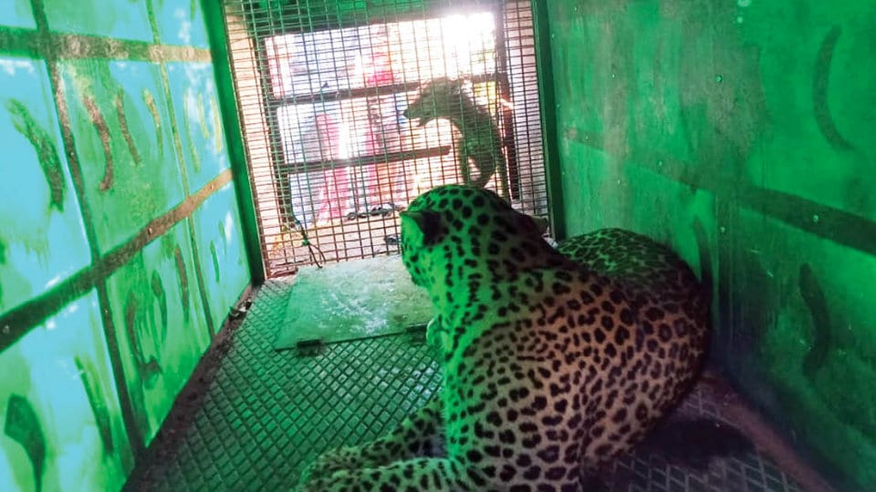 Leopard trapped near Srirangapatna