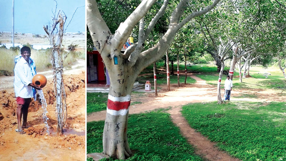 He planted more than  100 trees in a dry village