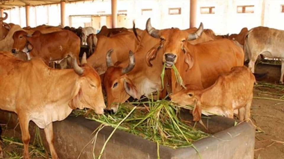 Bharatiya Gou Parivara writes 1.3 lakh letters to PM, CM seeking ban on cow slaughter