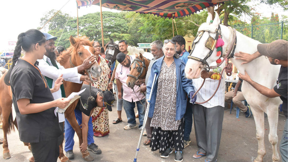 Over 30 Tonga horses screened at health check-up camp in city
