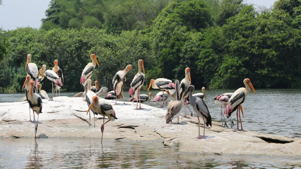 Ranganathittu Bird Sanctuary opens for tourists