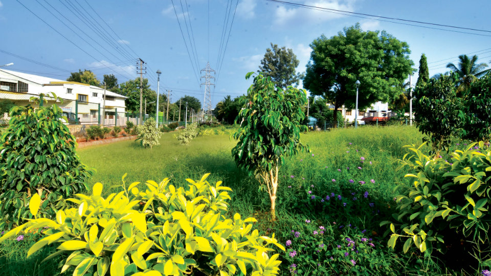 Forest Department continues to plant saplings under power lines