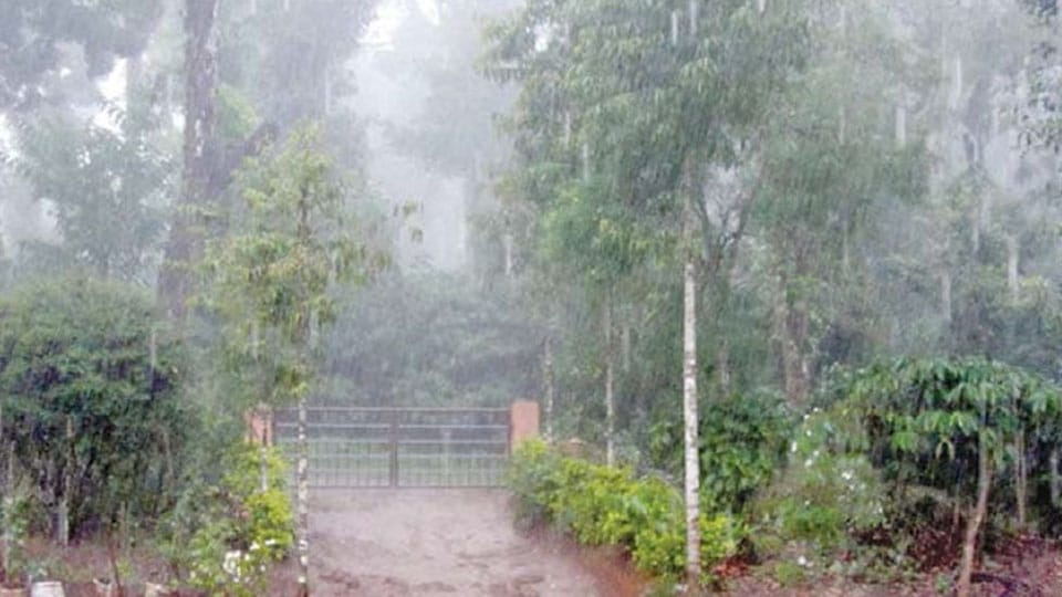Monsoon to gain momentum in Kodagu after June 20