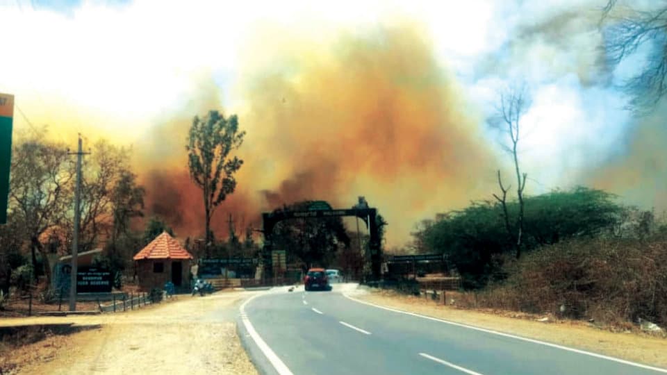 Devastating Bandipur Inferno: Disciplinary action recommended against Senior Forest officials