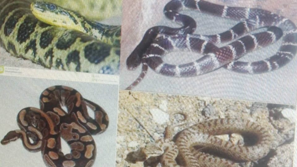 Mysuru Zoo to celebrate World Snake Day on July 16