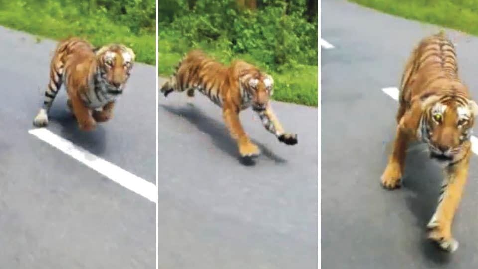 Hair-raising video shows tiger chasing bikers on forest road