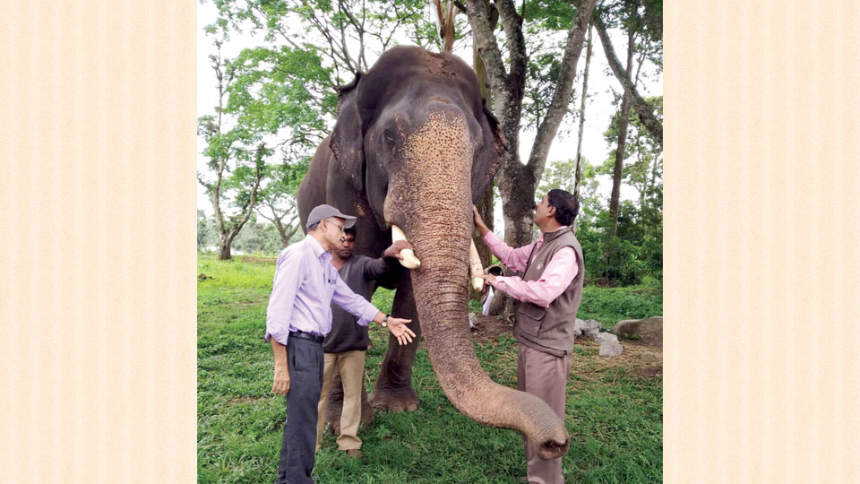 Forest officials, Veterinarians inspect Dasara elephants, conduct health check-up