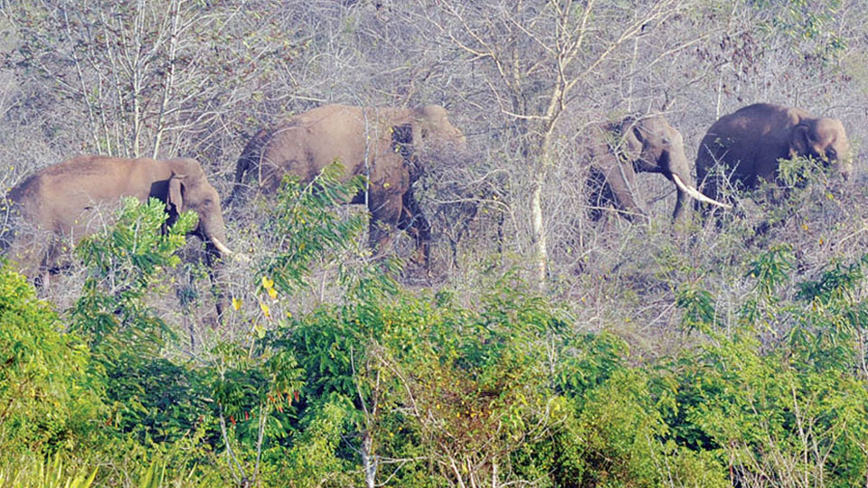 Wild elephants destroy standing crops